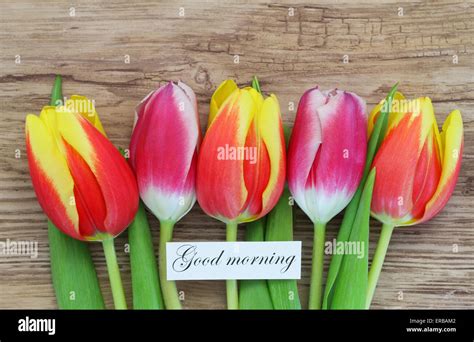 Good morning card with colorful tulips Stock Photo - Alamy