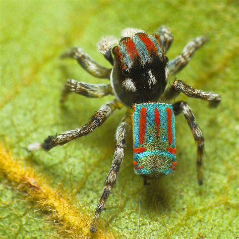 Maratus volans (O. Pickard-Cambridge 1874) Flying Peacock … | Flickr