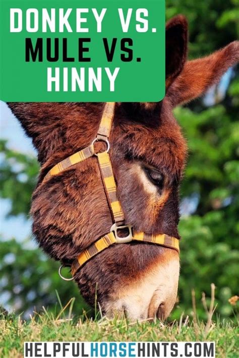 Donkey vs. Mule vs. Hinny: A Look at the Differences | Helpful Horse Hints