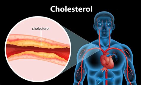 Cholesterol – dobry czy zły? - Blog Świat Supli