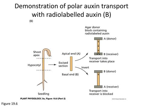 PPT - Chapter 19 auxin PowerPoint Presentation, free download - ID:2348557