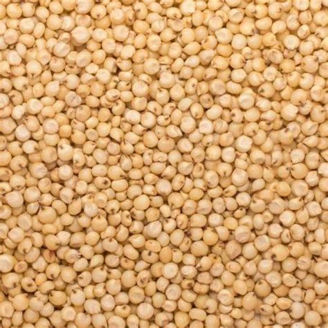 Jowar Grain at Rs 170/kilogram | Food Grains in Pune | ID: 19275478491