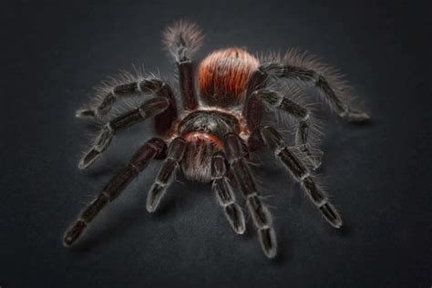 Pinktoe Tarantula (Avicularia avicularia) - Tarantula Friendly