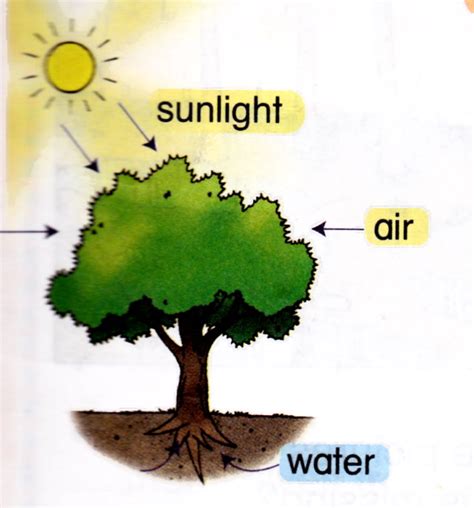 Basic Needs of Plants | Science Year 4