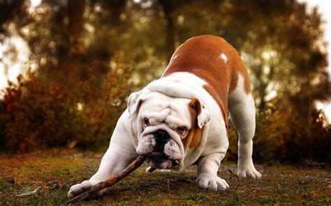 Download Animal Bulldog HD Wallpaper