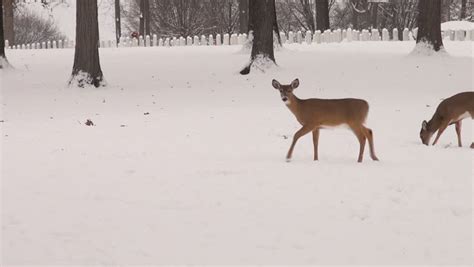 White-tailed Deer Walking Through The Snow In Winter At Jefferson Barracks National Cemetery ...