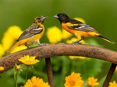 Female Baltimore Orioles (Male vs Female Identification) | Birdfact