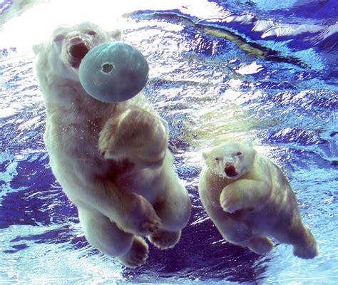 Polar Bear Cub Learns To Swim