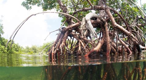 Attractive Medicinal Plants And Mangroves With Royal Sundarban Tourism ...