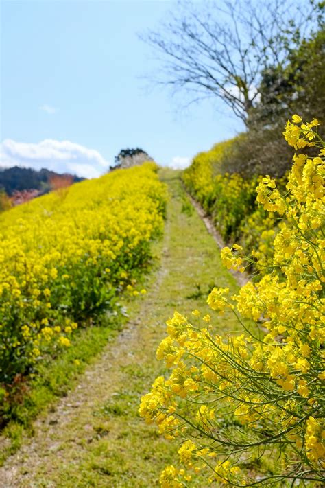 Mustard Field Pictures | Download Free Images on Unsplash