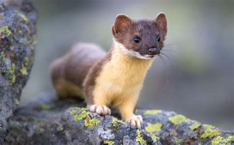 This long tailed weasel surprised me while I was photographing pikas this summer. He even posed ...