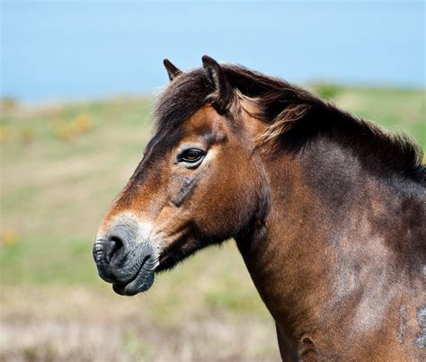 Exmoor Pony (D7A6097) | Pony on exmoor | Steve Harris | Flickr