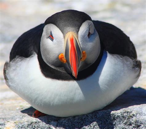 Atlantic Puffin Face to Face Photograph by John Burk - Pixels