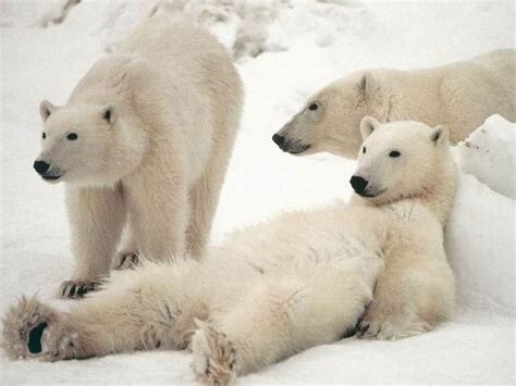 Polar Bear Family HD Wallpaper 18248 - Baltana