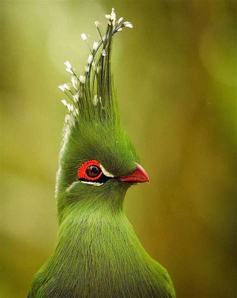 The most majestic bird you will ever see 😍💚💚💚💚 | Animals beautiful, Pet birds, Animals