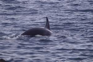 Killer Whale (Orcinus orca), Muness © Mike Pennington cc-by-sa/2.0 :: Geograph Britain and Ireland