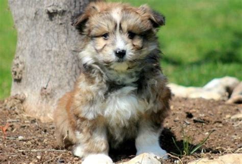 Maltipom Puppies For Sale | Puppy Adoption | Keystone Puppies