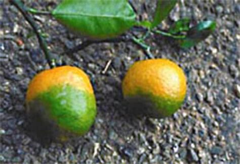 UF Researchers on the cusp of Citrus Greening Cure | WGCU PBS & NPR for ...