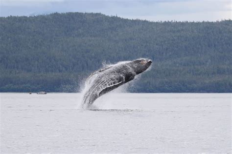 What Wildlife Will I See In Juneau? - Juneau Whale Watching Tours and Excursions - Juneau, AK