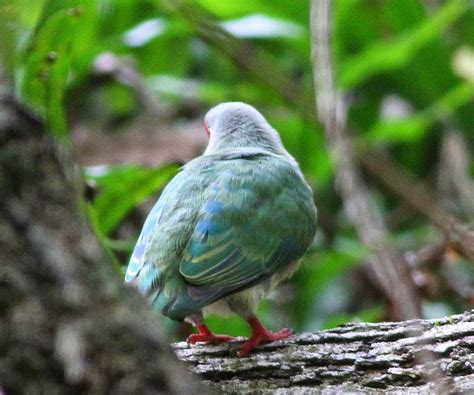 Birding Poole Harbour & Beyond: 9 Nov 14 - Return To Henderson Island