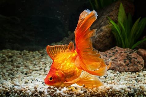 Veiltail Goldfish: History, Pictures, Facts & More | Hepper