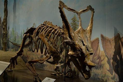 Chasmosaurus Facts, Habitat, Diet, Fossils, Pictures