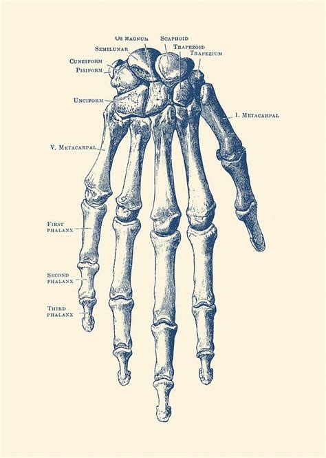 Down Facing Hand Skeletal Diagram - Anatomy Print by Vintage Anatomy Prints | Human anatomy art ...