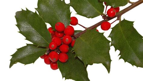 How to Identify Types of Holly Bushes | Garden Guides