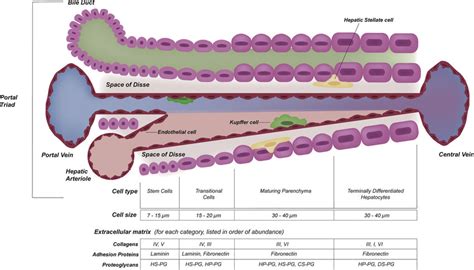 The ECM matrix gradient in the space of Disse, modified from... | Download Scientific Diagram