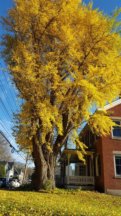 When the Ginkgo Tree Drops Its Leaves - The Montpelier Bridge