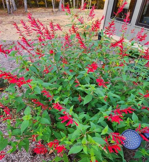 Pineapple Sage | Greenwood Nursery