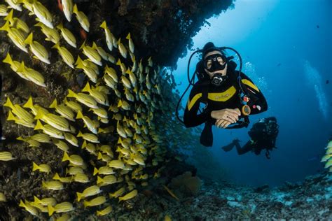 A Complete Guide to Scuba Diving in Maldives – what to look forward to ...