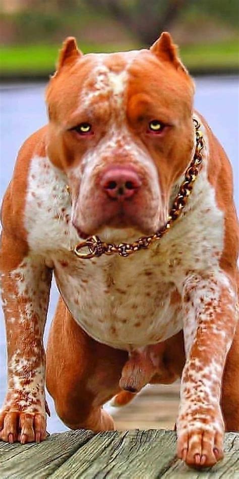 Pitbull Breeds and Their Differences in Behavior in 2021 | English ...