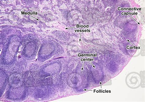 Lymph Node Histology Labeled