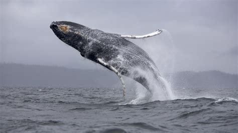 Whale Shark, whale, animals HD wallpaper | Wallpaper Flare