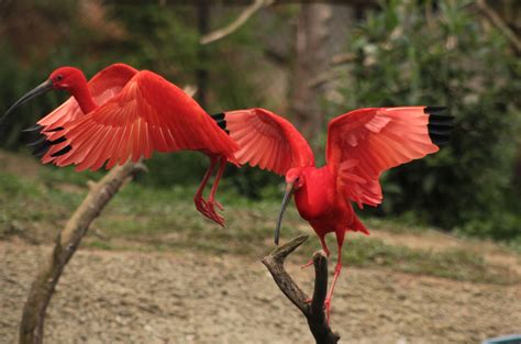 Scarlet ibis Flying | Ibis, Birds, Animals