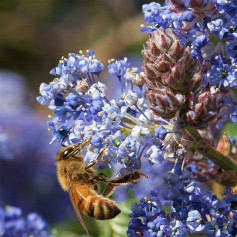 Ray Hartman Ceanothus - Ceanothus 'Ray Hartman' | CA native shrub | 15 ...