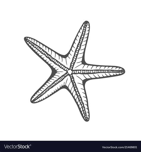 Hand drawn marine starfish Royalty Free Vector Image