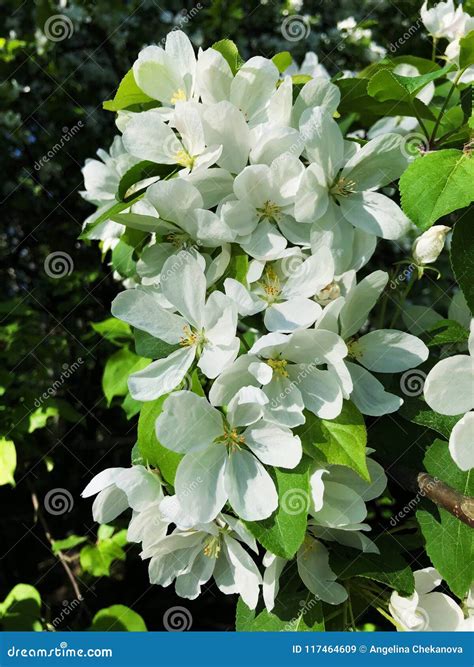 Beautiful White Flowers of Apple Tree in the Woods Stock Image - Image ...