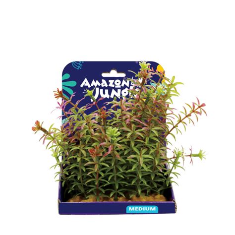 Amazon Jungle Plants 15cm – Aquarium Store Melbourne | Marine ...