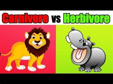 Carnivore Vs Herbivore Digestion : r/carnivore