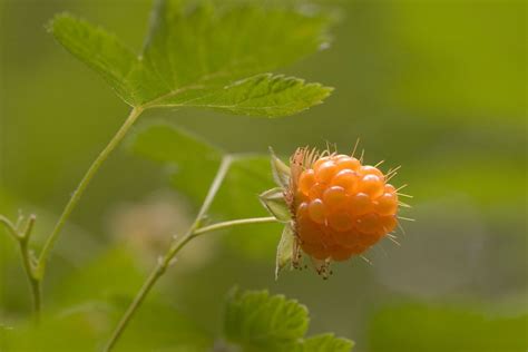 How to Grow Salmonberries (Rubus spectabilis)