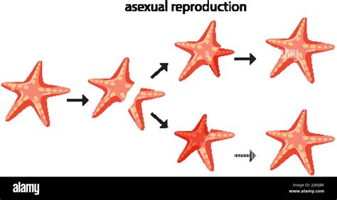 Starfish Reproduction