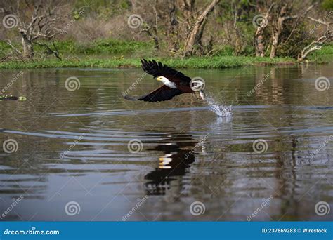 Eagle Flying Away after Grabbing Its Prey Near the Lake Surface with Reflection in Uganda Stock ...