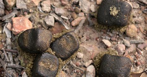 Square sausages anyone? Scientists uncover mechanics of cubed wombat poo