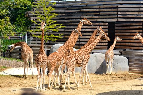 Parc Zoologique de Paris - The Largest Zoo in the French Capital - Go ...