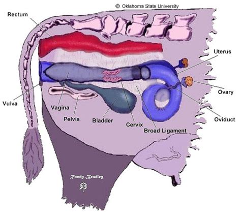 Female Cow Reproductive System