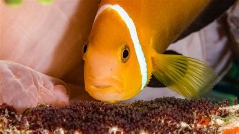 Learn how to breed Clownfish with our detailed Clownfish breeding guide