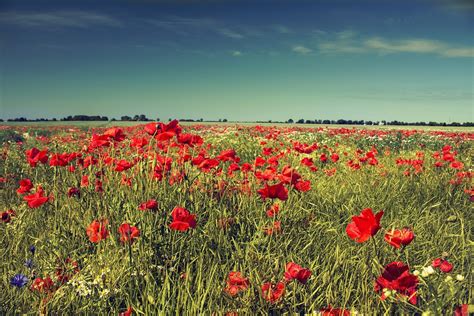 life between the flowers : Red Poppies of Flanders Fields