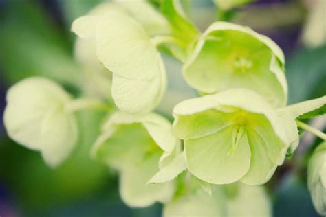 Helleborus argutifolius (Corsican Hellebore)